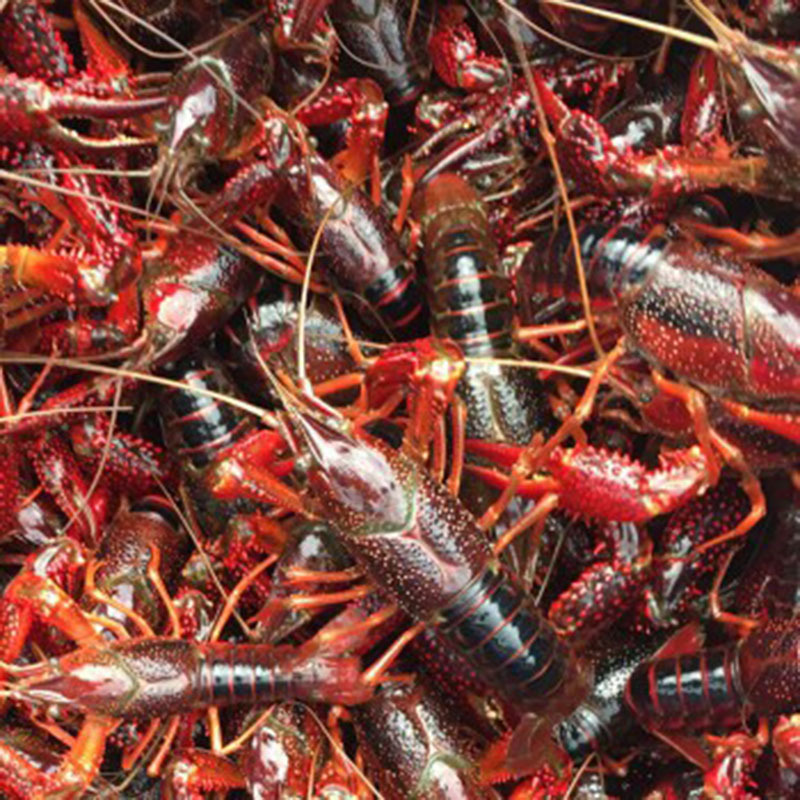 The crayfish is fresh and fresh.