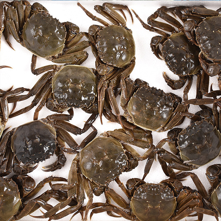 In June, the yellow crabs supply a large amount of the boomerang crabs.