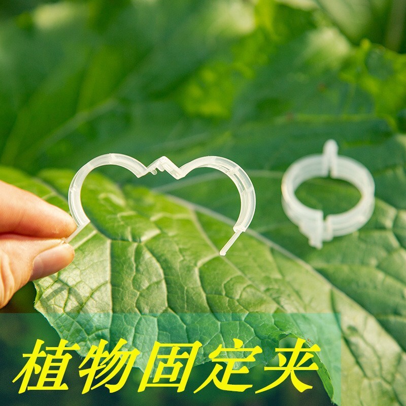 Cây cối với những cái kẹp gà và những miếng dán vườn, gà và nho cà chua sửa chữa và kẹp nhựa