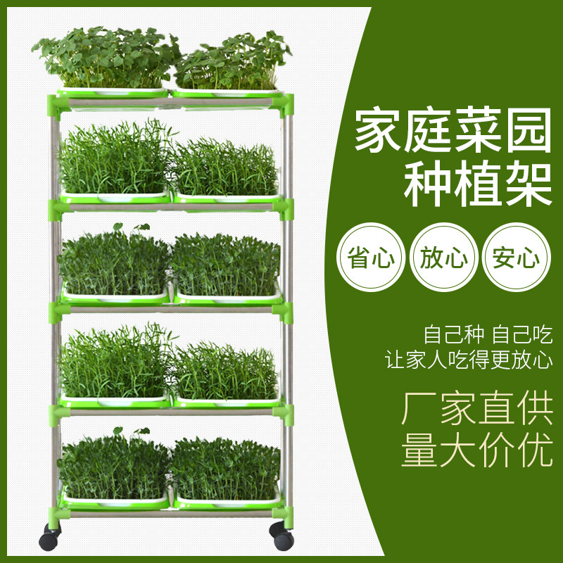 Nhà máy sản xuất những hạt giống được mã hóa gấp đôi và trồng mầm với nước và đậu nành mọc lên.