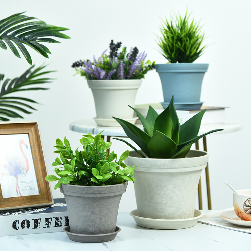 Cây này có một loạt cây dày hơn, thực tế hơn, có hình thảm, có lớp cát cháy tròn.