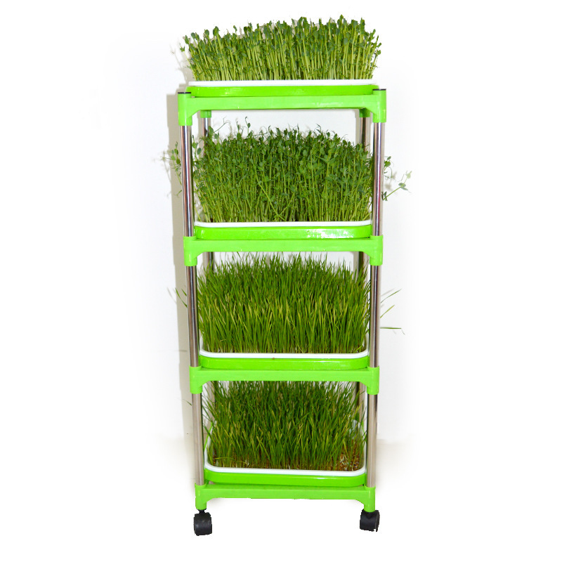 Nhà máy sản xuất những hạt giống được mã hóa gấp đôi và trồng mầm với nước và đậu nành mọc lên.