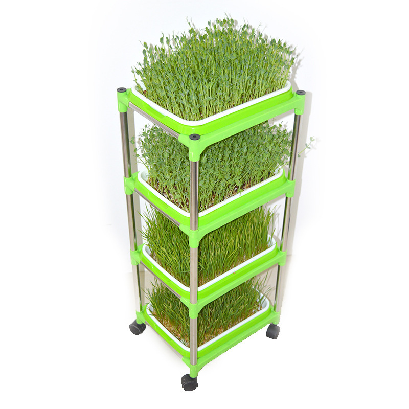 Nhà máy sản xuất những hạt giống được mã hóa gấp đôi và trồng mầm với nước và đậu nành mọc lên.