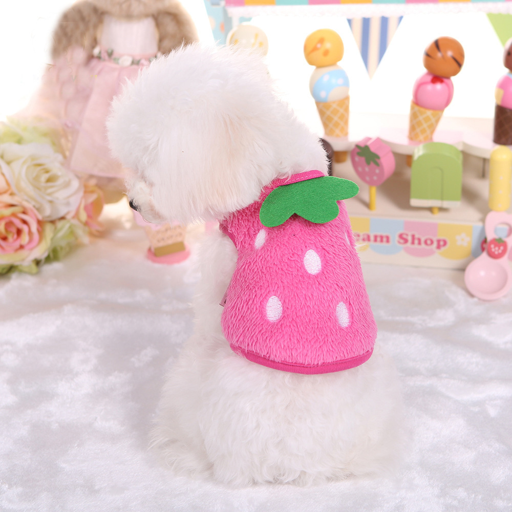 Một con chó cưng mới, VIP của Teddy. Yorkshire, một con chó con, một cái váy chó sữa, một cái váy cún con.