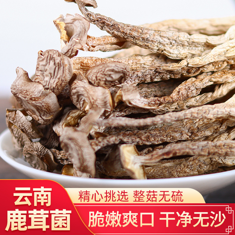 Máy sấy nấm, 500 g nấm molusc, cây nấm dại của Nam Phi, mầm nấm.