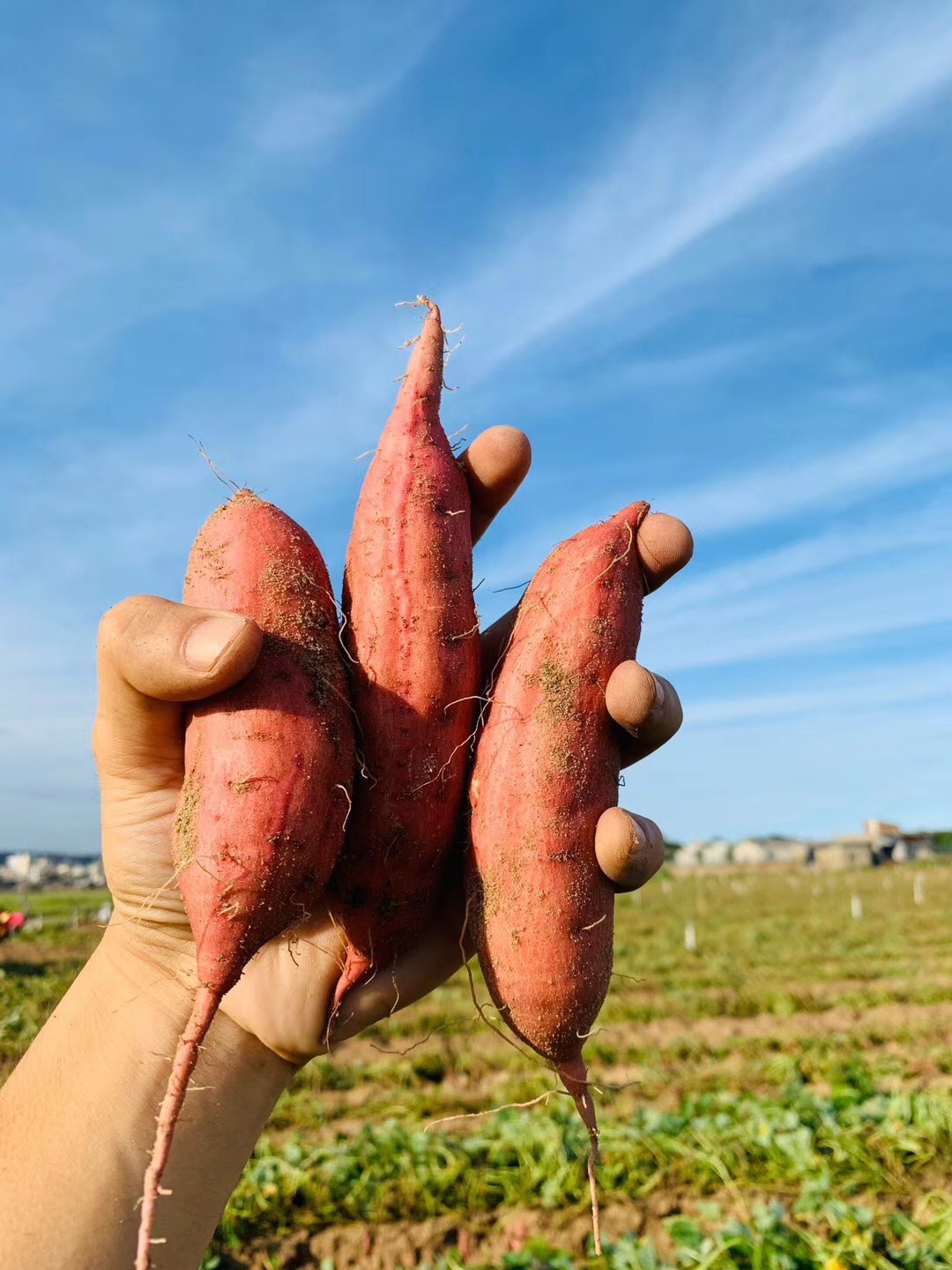 Now we've been digging for a 5-pound box of fresh potatoes.