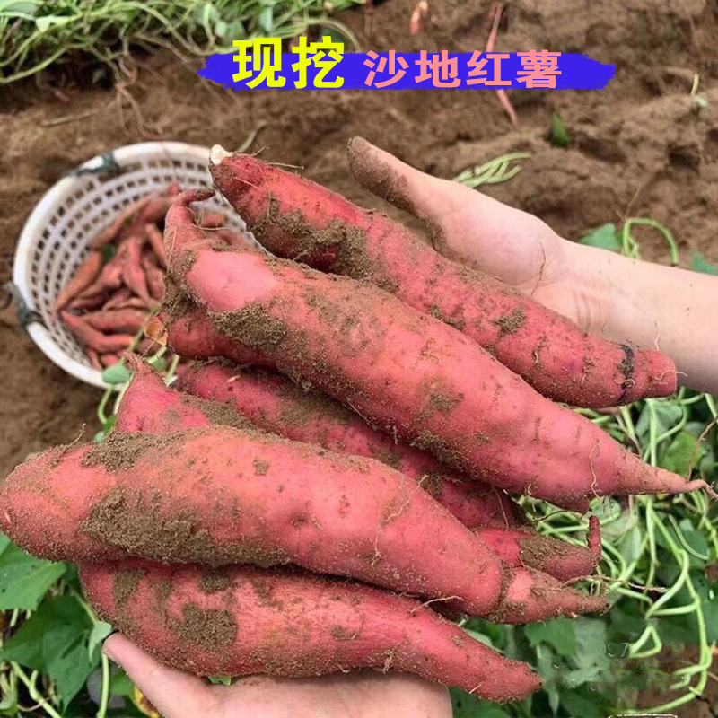 ตอนนี้ฉันกําลังขุดกล่องที่เต็มไปด้วยทรายสด 3 ปอนด์ และมันฝรั่ง กับแตงโมสีแดงขนาดใหญ่และหวาน 6 แตงโมในพื้นดิน