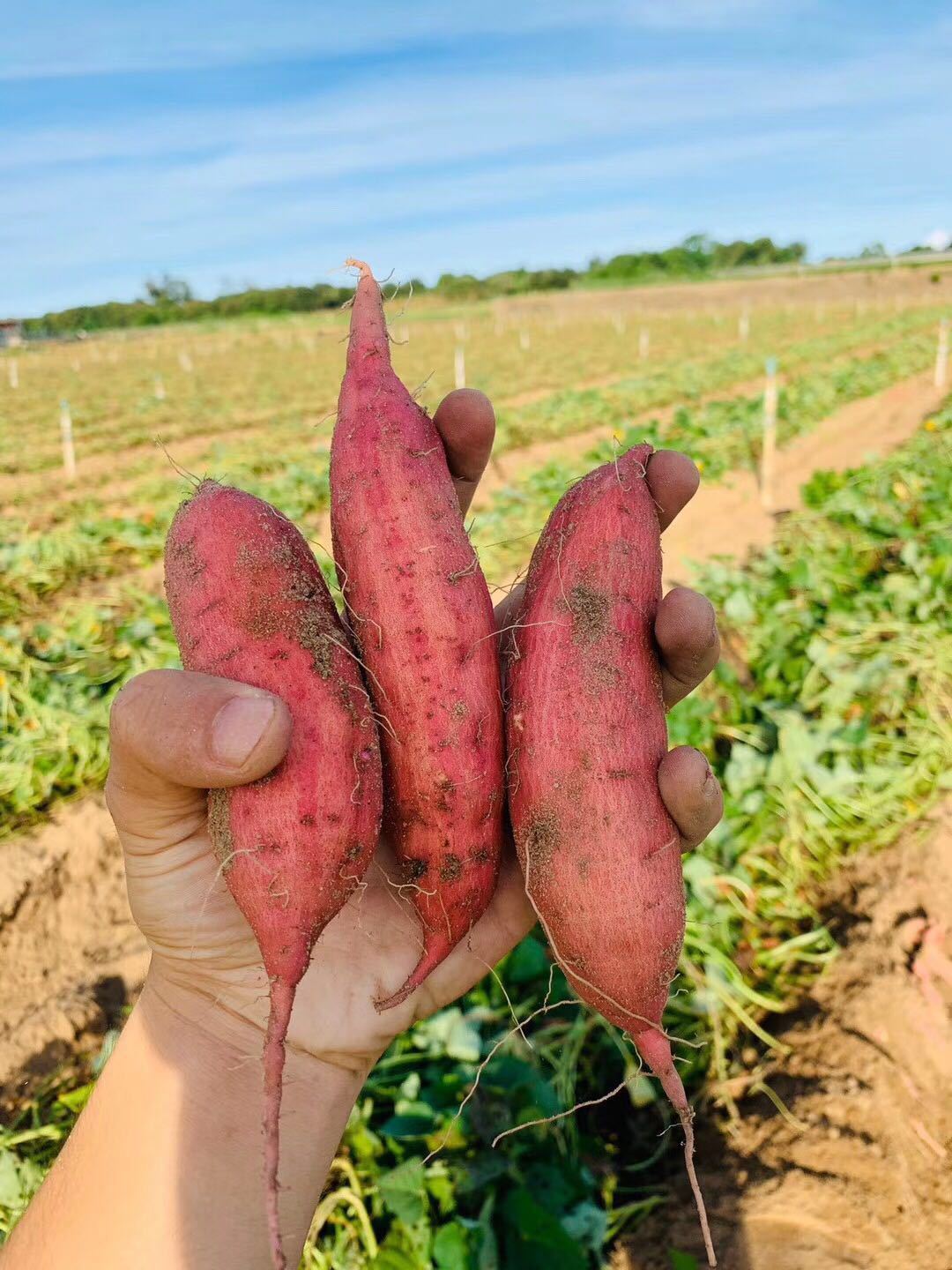 The sand and sweet potatoes are fresh, and they're dug in 3 pounds of small melons with six red sweet potatoes.