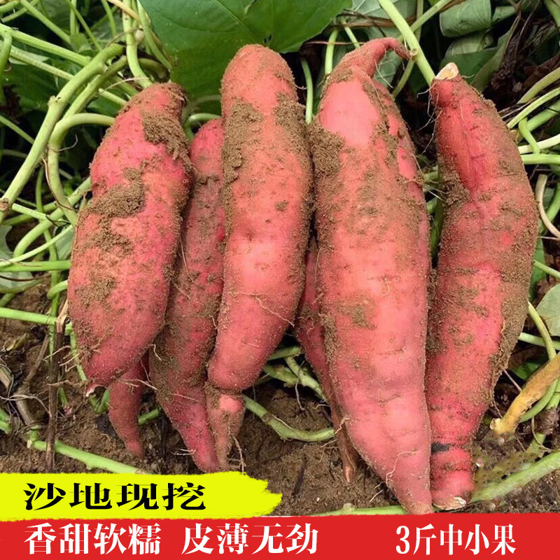 The sand and sweet potatoes are fresh, and they're dug in 3 pounds of small melons with six red sweet potatoes.