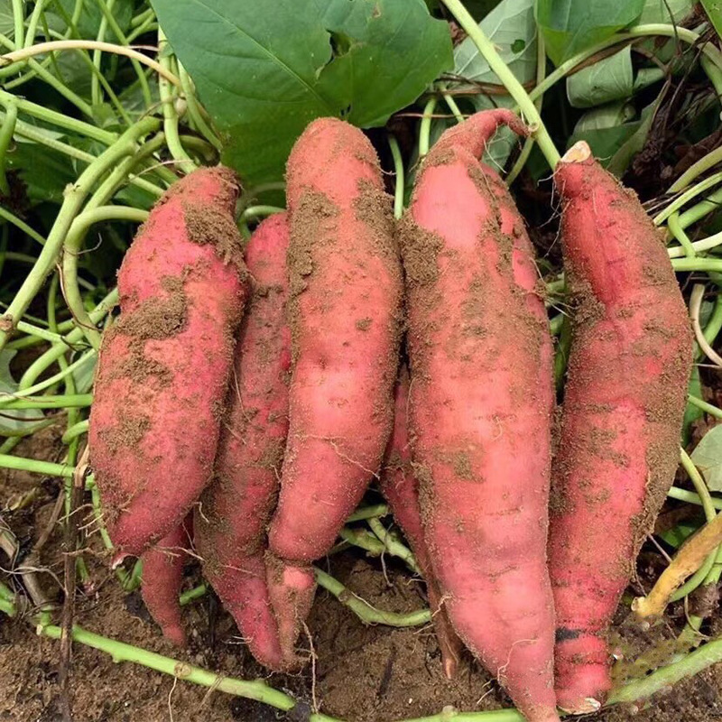 빨간 감자 신선한, 6-sand-sand-red-grandm 농부는 빨간 heart-breaded melon-cracked 감자의 5 파운드의 상자를 파고 있습니다.
