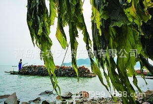 Nó là nguồn cung cấp trực tiếp của bột làm mất nước biển, quần áo và bột thực vật, lớp xuất khẩu, lớn và trực tiếp.