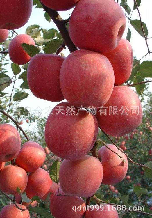 Cung cấp rượu táo khô bột