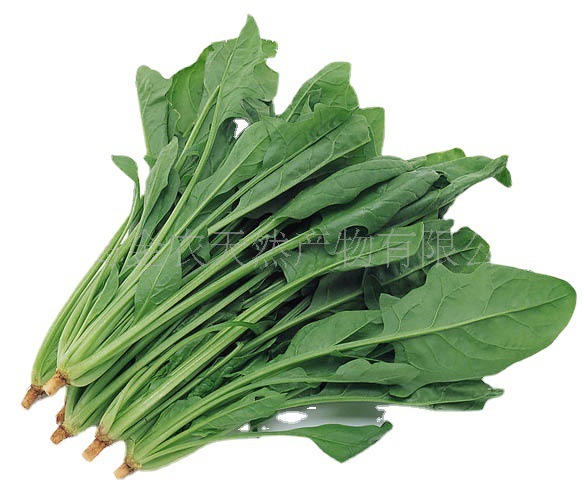 Xanh lá cây khô và rau cải hái để tô màu trái cây và bột rau bina