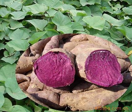 nguồn cung cấp khoai tây tím và khoai tây tím cấp rượu