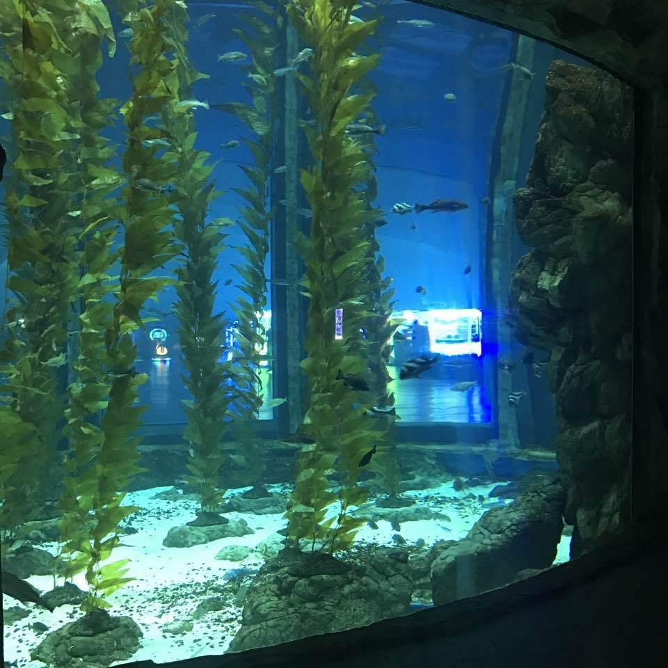 Tùy chỉnh thiết kế của Sea Hall.