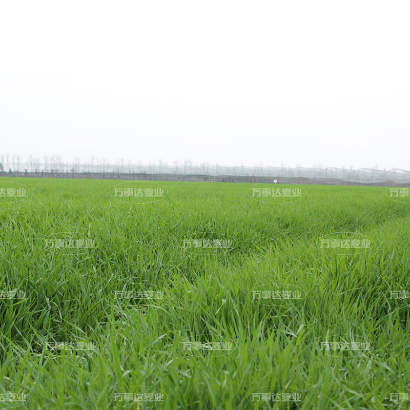 The current crushes low-temperature 500m barley.