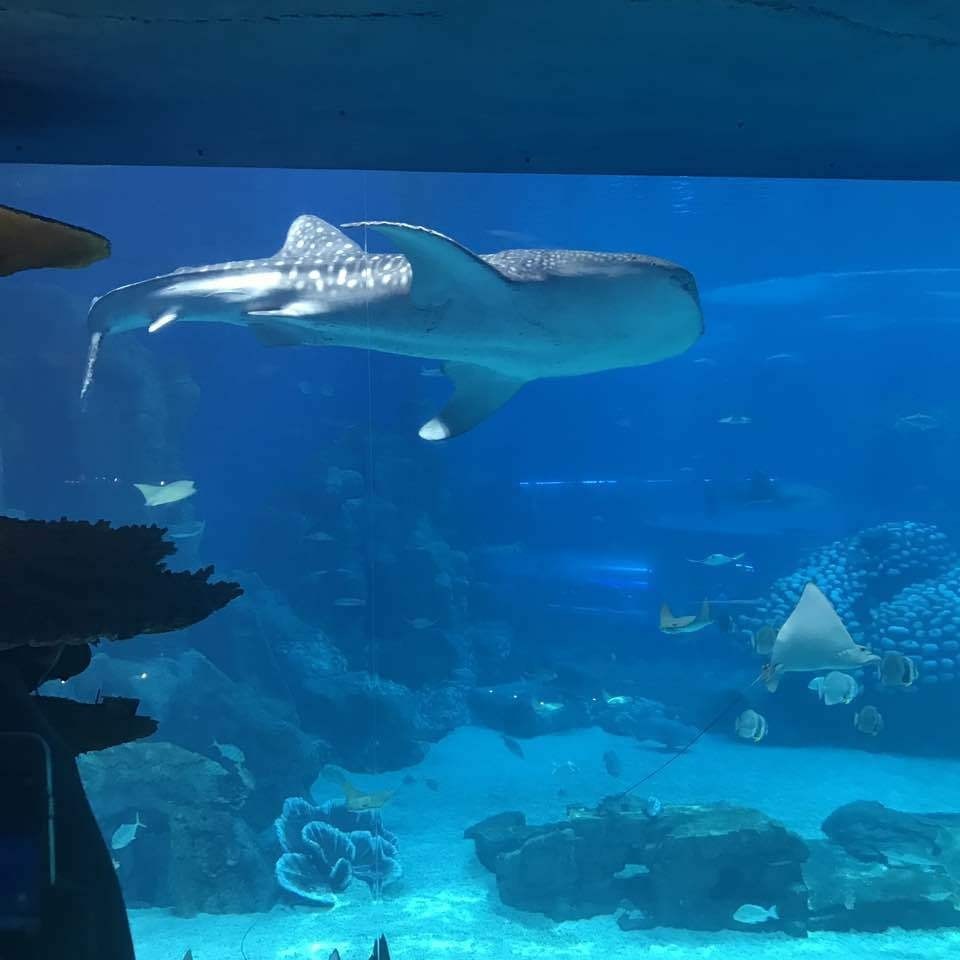 Tùy chỉnh thiết kế của Sea Hall.