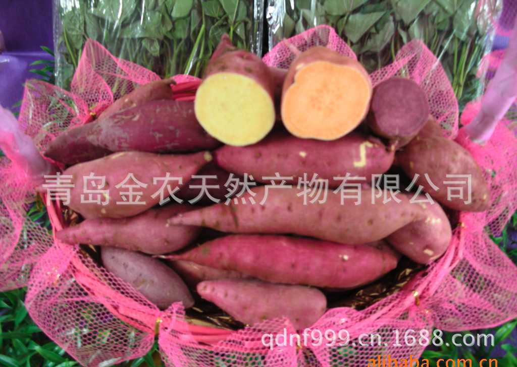 수출 수준에 노란 감자 분말의 공급