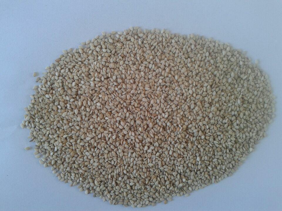 Chín panh thuốc sesame, lột da, trắng, bán trực tiếp.