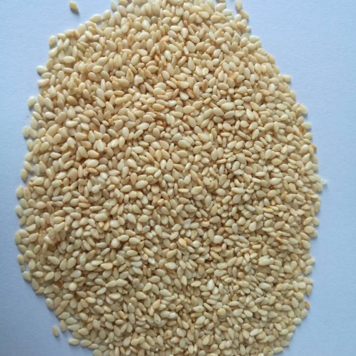 Chín panh thuốc sesame, lột da, trắng, bán trực tiếp.