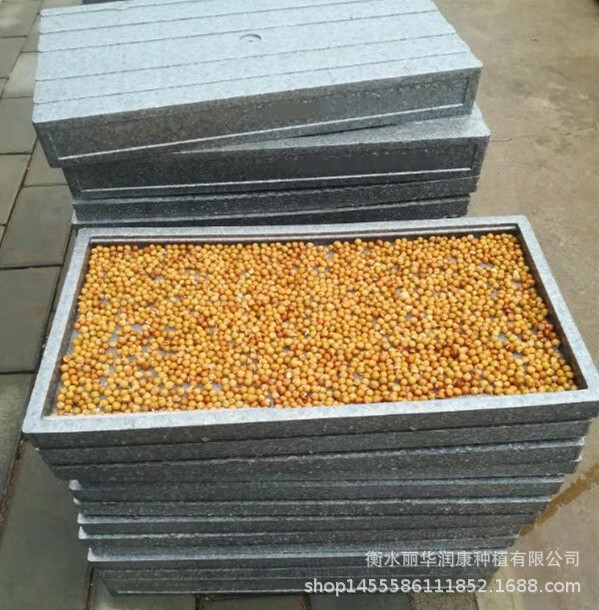 Bánh quy, pe, rang, gia đình, bó hoa lớn.