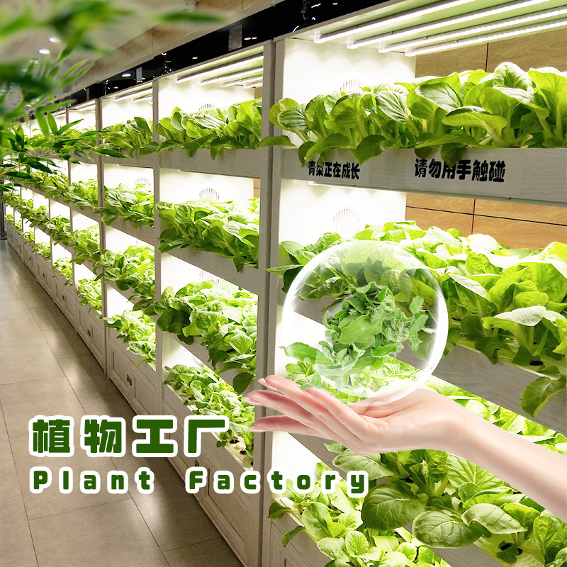 Nhà máy thực vật, cây trồng, nhà máy chế biến rau quả, nhà máy sản xuất rau củ