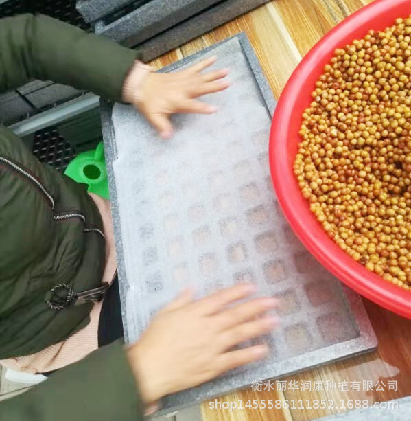 Bánh quy, pe, rang, gia đình, bó hoa lớn.
