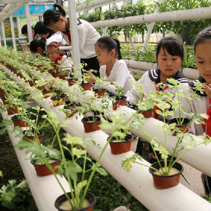 Nông trại các nhà kính dựa trên nhà kính với một thực vật không có đất và một nhà máy thủy đậu trên ban công A