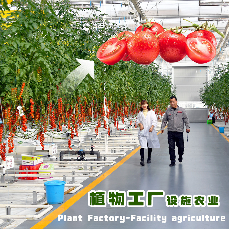 Nhà máy thực vật, cây trồng, nhà máy chế biến rau quả, nhà máy sản xuất rau củ