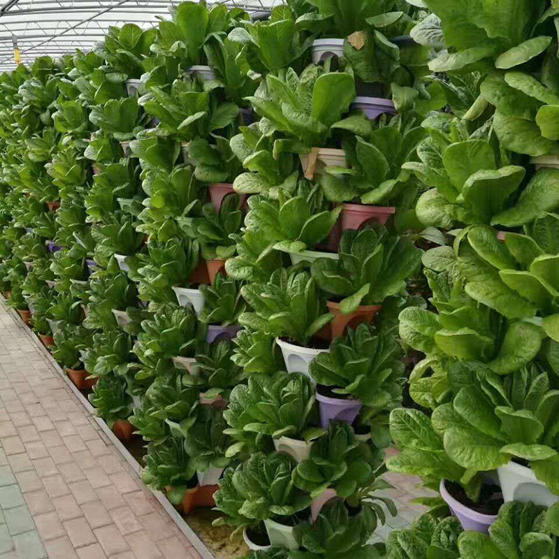 Nhà máy bán những viên mận không có đất.