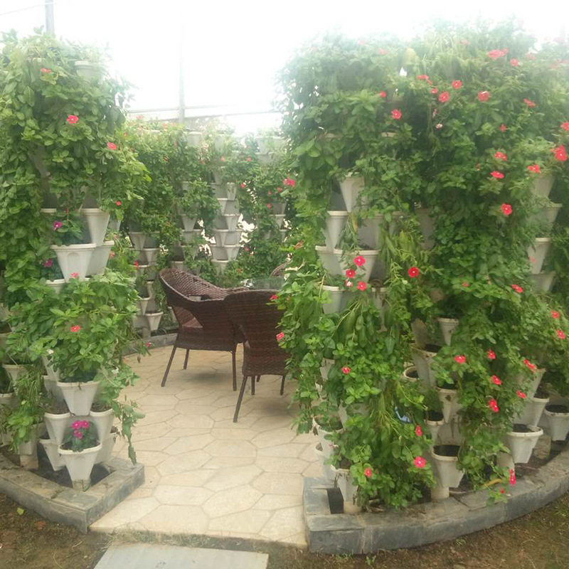 Nhà máy bán những viên mận không có đất.