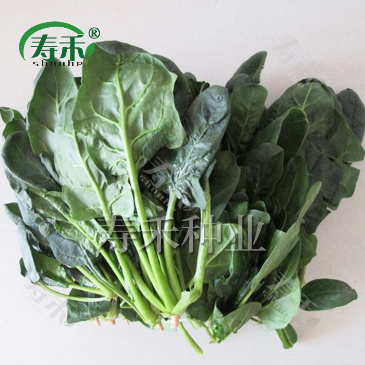 Nhập khẩu 4 mùa rau được nấu sẵn trong hạt rau bina quay cao cấp của hạt nhân F1 của mùa hè.