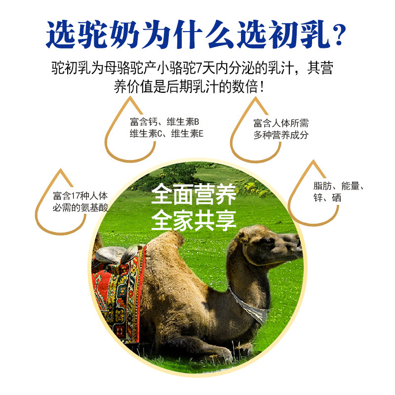 Bột sữa lạc đà cổ được phân phối giữa những người trẻ ở Xinjiang có công thức cho sữa.