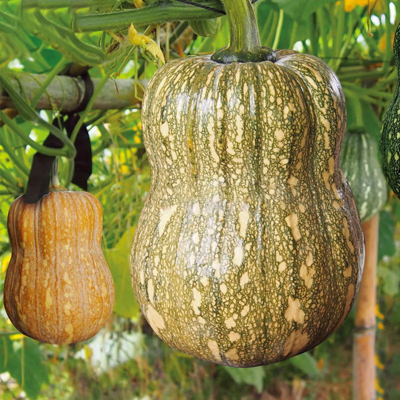 Hạt giống bí ngô được sản xuất cao, siêu ngọt ngào, ngọt ngào, ngọt ngào, bí ngô dài.