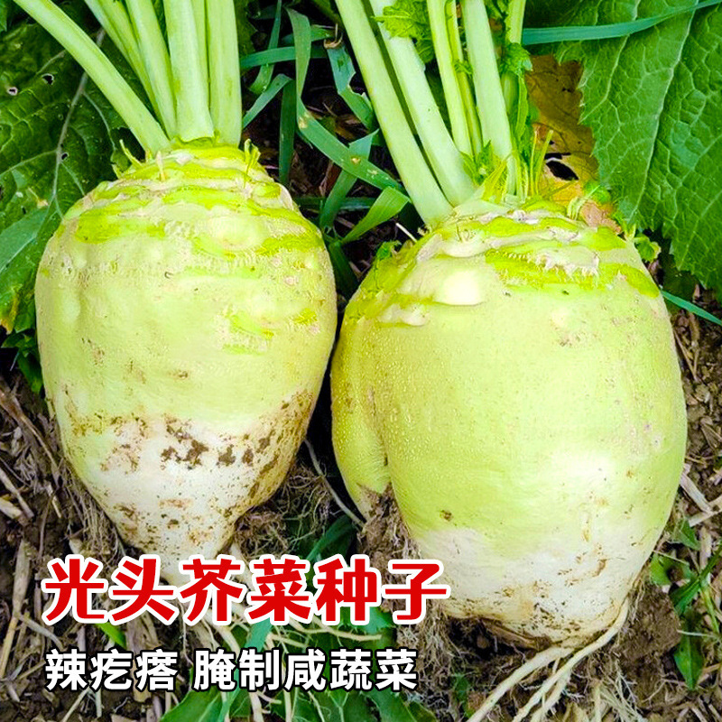 Hạt mù tạc da, hạt mù tạc siêu thanh, hạt mù tạc Sichuan, bốn mùa ăn đầu thực vật.
