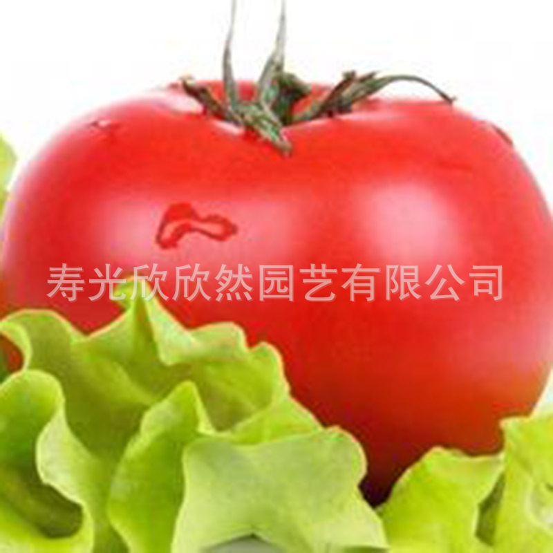 Hạt cà chua Israel-67F1, sự phát triển không giới hạn, quả hạch đỏ lớn, sự cứng rắn tốt, kháng bệnh, năng suất cao.