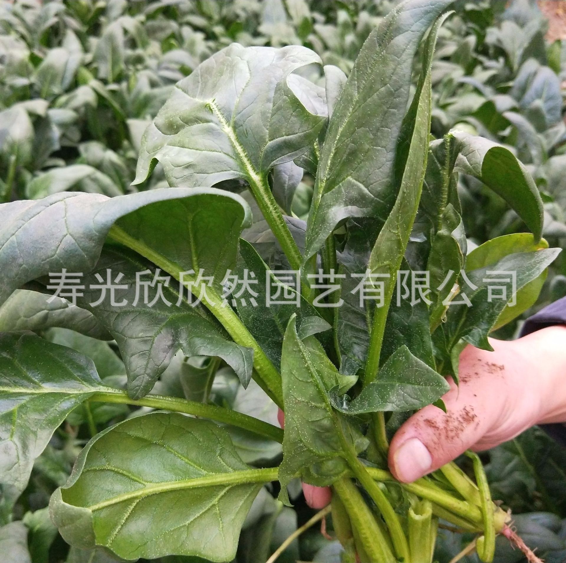 Nhập khẩu 4 mùa rau được nấu sẵn trong hạt rau bina quay cao cấp của hạt nhân F1 của mùa hè.