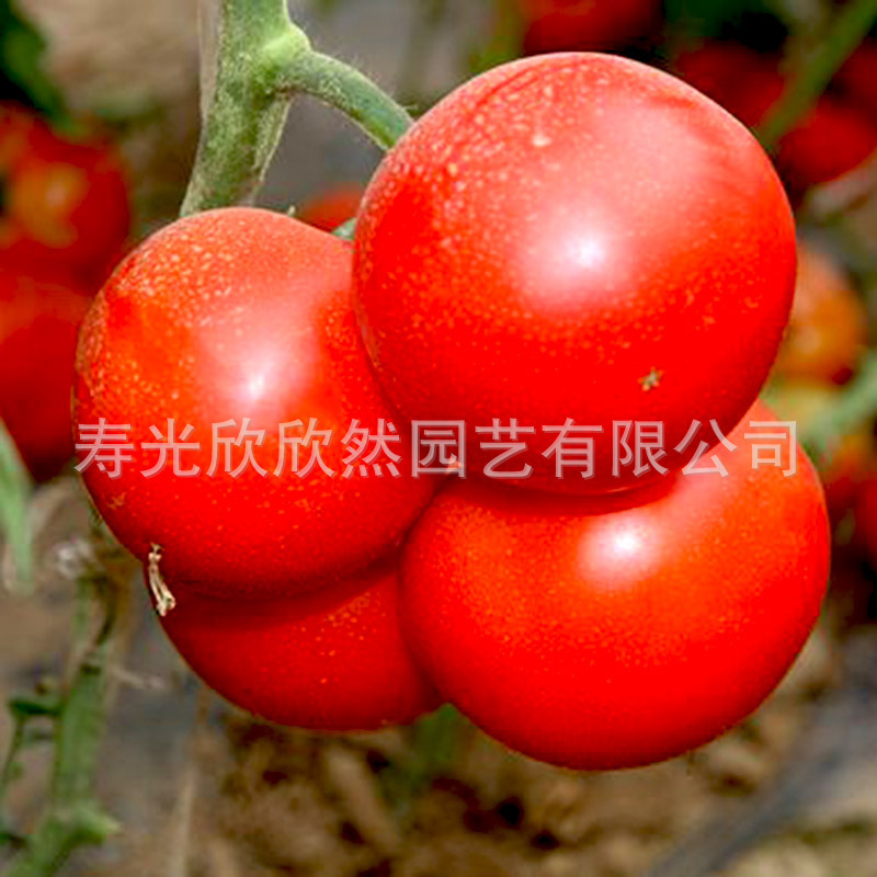 Hạt cà chua Israel-67F1, sự phát triển không giới hạn, quả hạch đỏ lớn, sự cứng rắn tốt, kháng bệnh, năng suất cao.