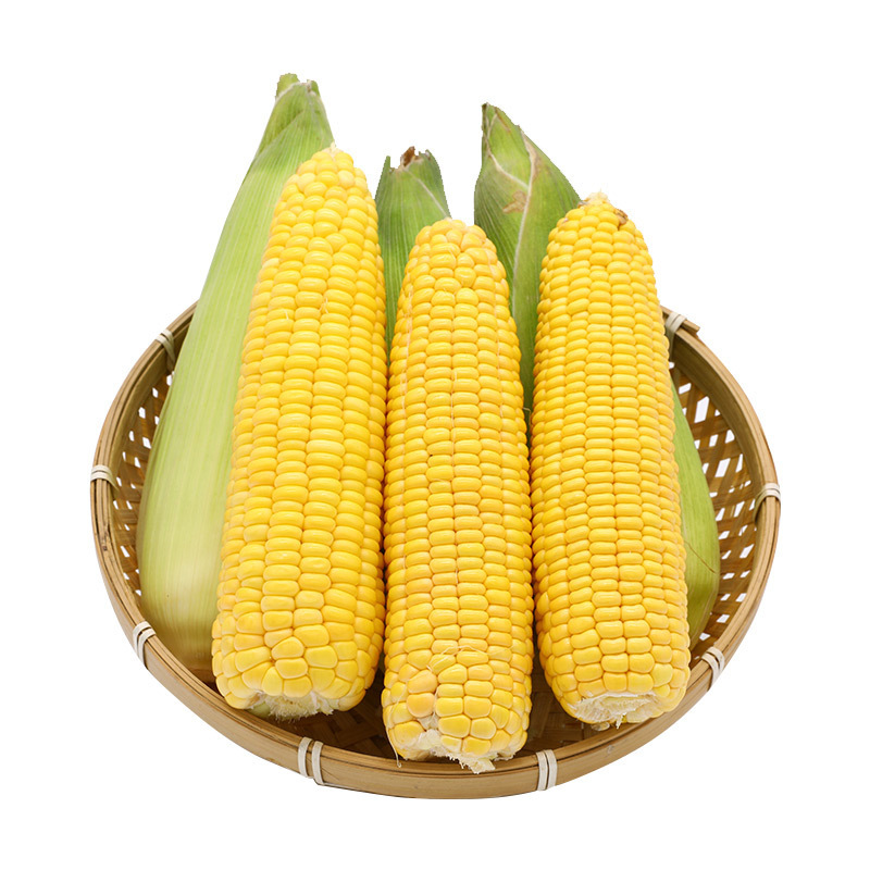 Phi đội 221 ngũ cốc ăn trước khi nấu.