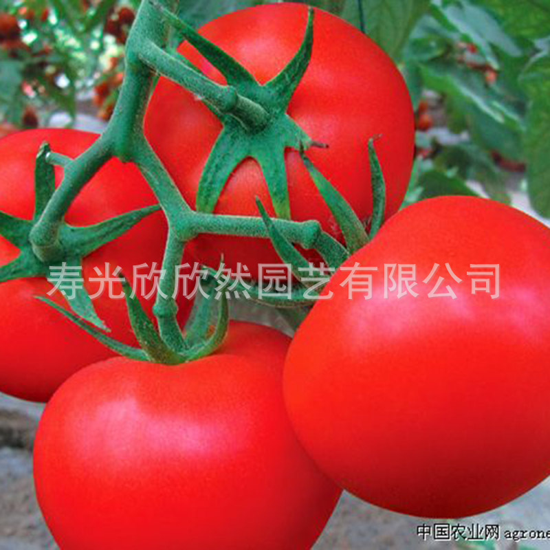 Hạt cà chua Israel-67F1, sự phát triển không giới hạn, quả hạch đỏ lớn, sự cứng rắn tốt, kháng bệnh, năng suất cao.