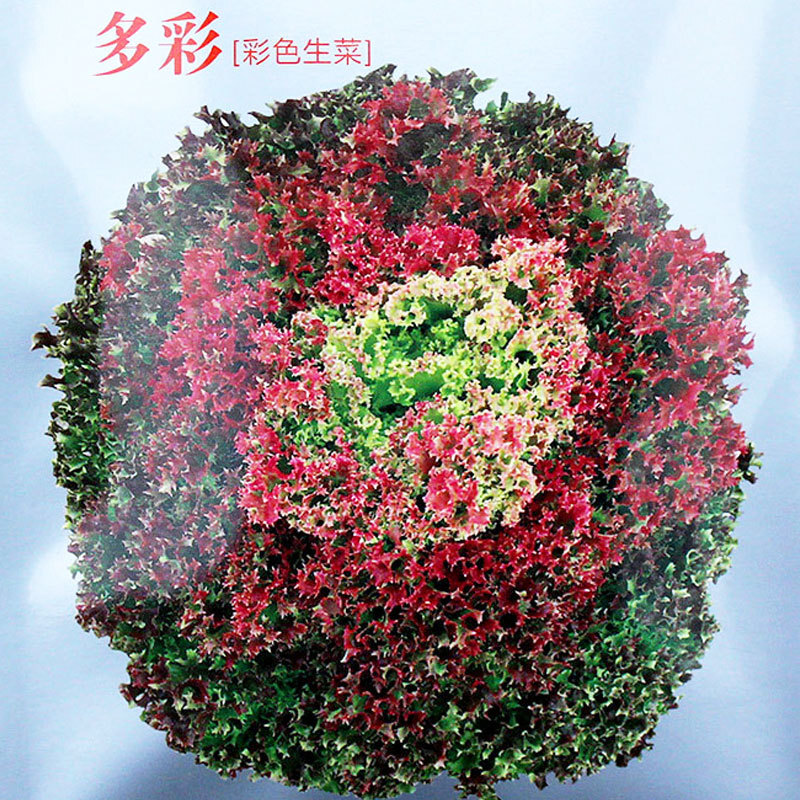 Một hạt giống rau nhiều màu sắc từ hạt bắp cao su hữu cơ