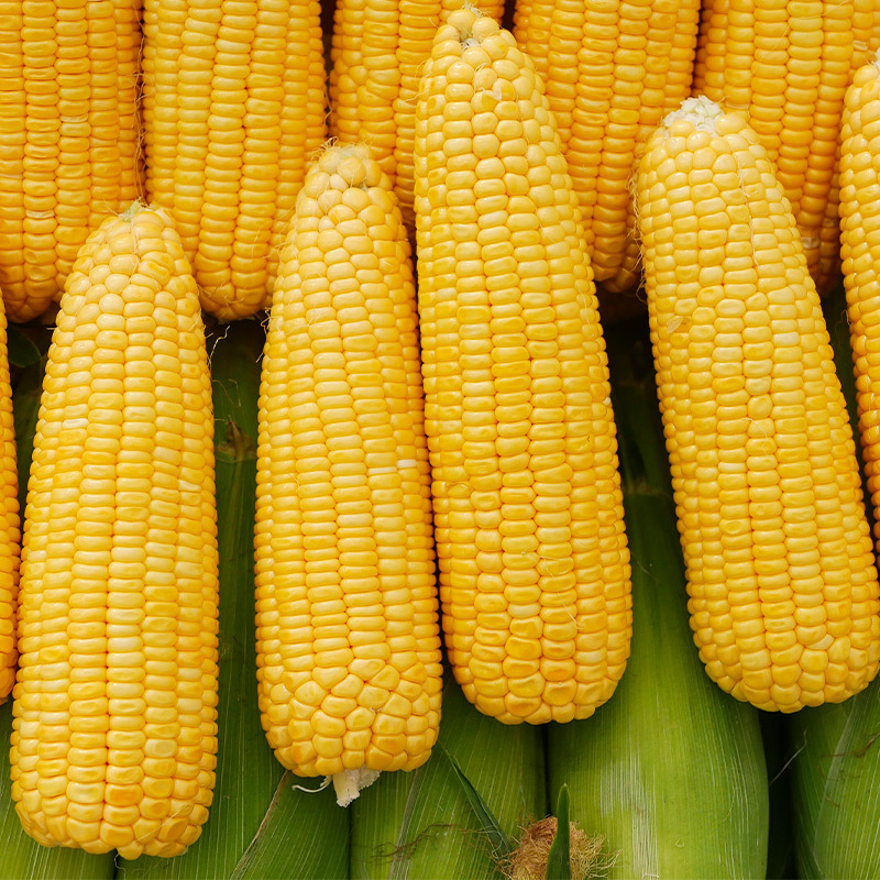 Phi đội 221 ngũ cốc ăn trước khi nấu.