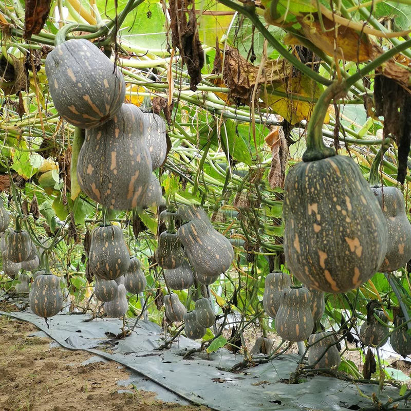 Hạt giống bí ngô được sản xuất cao, siêu ngọt ngào, ngọt ngào, ngọt ngào, bí ngô dài.