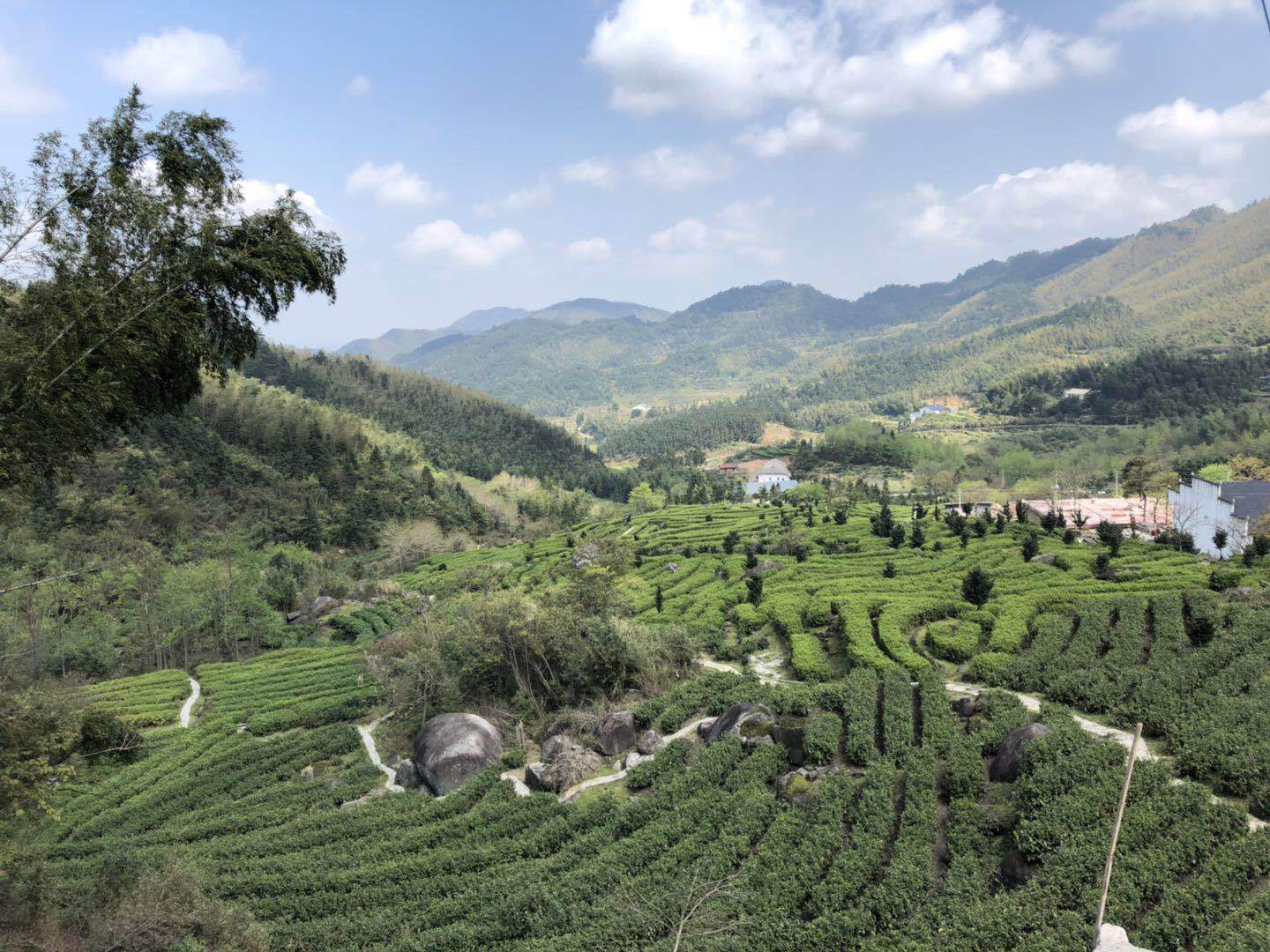 Trà mới, trà xanh, trà tươi, trà tươi, trà tươi, trà tươi, trà tươi, trà tươi, trà tươi, trà tươi, trà tươi, trà tươi, trà tươi, trà tươi, trà tươi, trà tươi, trà tươi, trà xanh, trà xanh, trà xanh, trà xanh tươi, trà xanh, trà xanh lá cây, trà xanh lá cây, trà xanh lá cây, trà xanh lá cây, trà xanh lá cây, trà xanh lá cây, trà xanh tươi, trà trà xanh lá cây, trà xanh lá cây, trà xanh tươi, trà xanh lá cây, trà xanh lá cây, trà xanh, trà xanh tươi, trà xanh lá cây, trà xanh, trà xanh lá cây, trà xanh, trà xanh, trà xanh, trà xanh, trà xanh, trà xanh, trà xanh tươi, trà xanh, trà xanh, trà xanh, trà xanh tươi, trà xanh tươi, trà xanh, trà xanh, trà xanh, trà xanh, trà xanh, trà xanh, trà xanh, trà xanh, trà xanh, trà xanh, trà xanh, trà xanh, trà xanh, trà xanh, trà xanh, trà, trà, trà xanh, trà xanh, trà xanh, trà xanh, trà xanh, trà xanh, trà xanh, trà