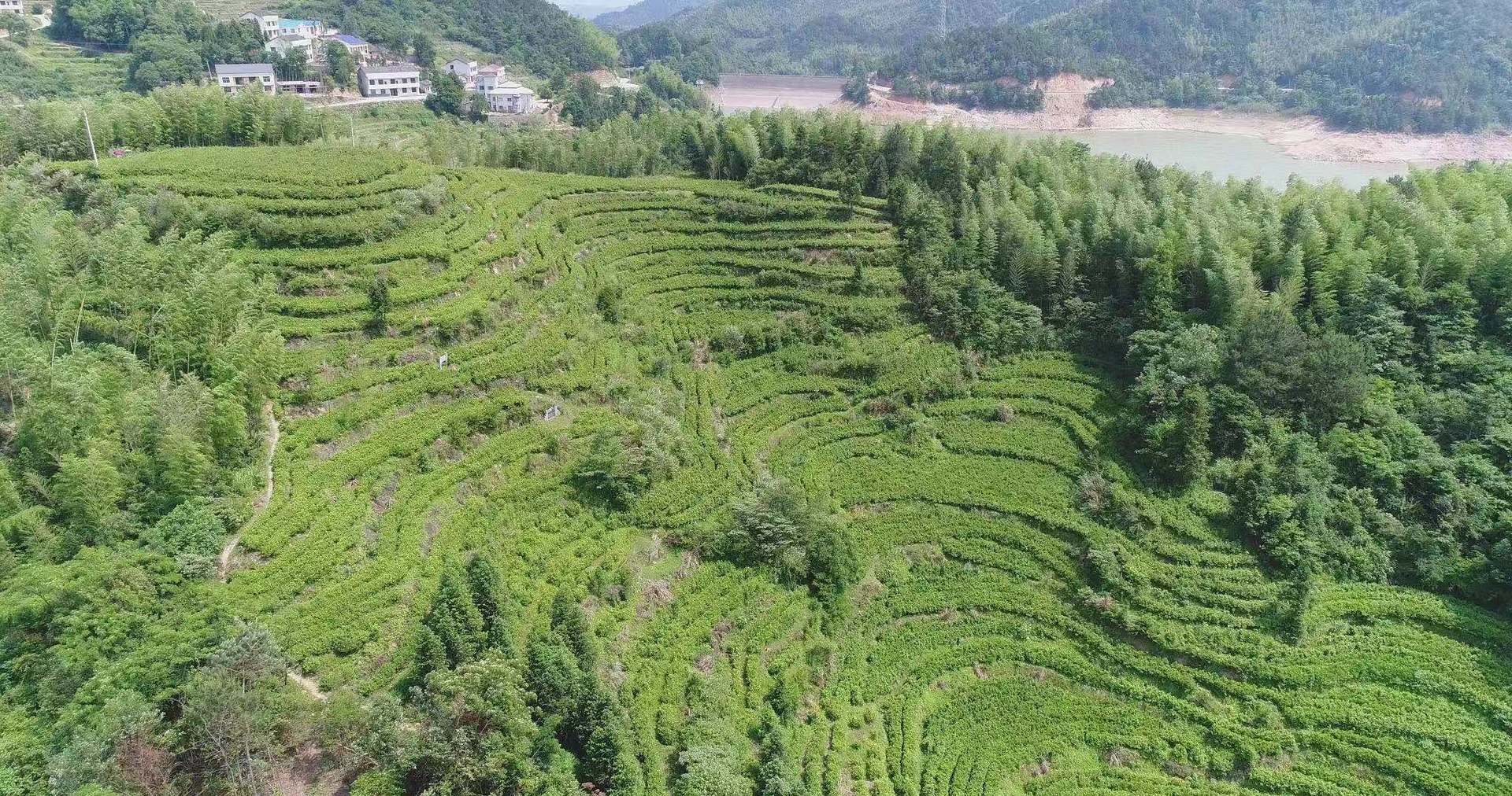 Trà mới, trà xanh, trà tươi, trà tươi, trà tươi, trà tươi, trà tươi, trà tươi, trà tươi, trà tươi, trà tươi, trà tươi, trà tươi, trà tươi, trà tươi, trà tươi, trà tươi, trà xanh, trà xanh, trà xanh, trà xanh tươi, trà xanh, trà xanh lá cây, trà xanh lá cây, trà xanh lá cây, trà xanh lá cây, trà xanh lá cây, trà xanh lá cây, trà xanh tươi, trà trà xanh lá cây, trà xanh lá cây, trà xanh tươi, trà xanh lá cây, trà xanh lá cây, trà xanh, trà xanh tươi, trà xanh lá cây, trà xanh, trà xanh lá cây, trà xanh, trà xanh, trà xanh, trà xanh, trà xanh, trà xanh, trà xanh tươi, trà xanh, trà xanh, trà xanh, trà xanh tươi, trà xanh tươi, trà xanh, trà xanh, trà xanh, trà xanh, trà xanh, trà xanh, trà xanh, trà xanh, trà xanh, trà xanh, trà xanh, trà xanh, trà xanh, trà xanh, trà xanh, trà, trà, trà xanh, trà xanh, trà xanh, trà xanh, trà xanh, trà xanh, trà xanh, trà