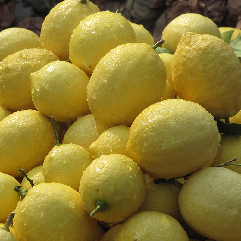 ที่นี่สําหรับกล่องส้มสดทั้งกล่องในซิจูน