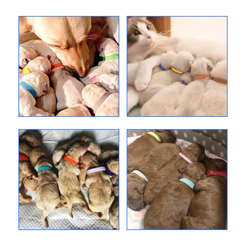 Cross-border pet identification and identification of cat-dog cubs for tagging collar magic colour tag.