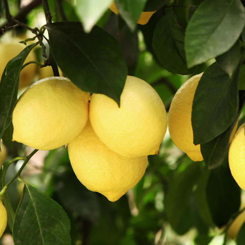 ที่นี่สําหรับกล่องส้มสดทั้งกล่องในซิจูน