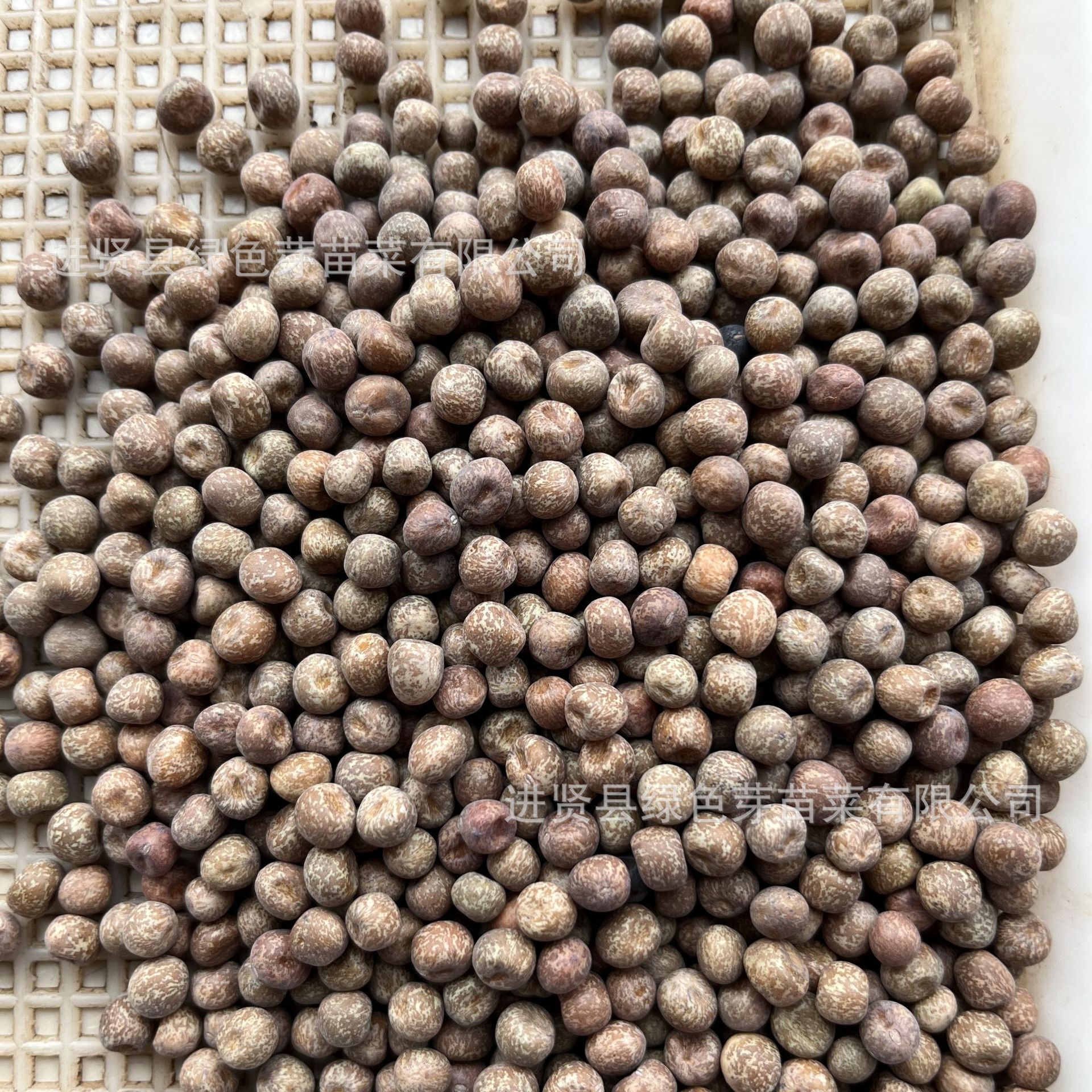 sprouted 씨앗의 씨앗 No. 1 sprouts, 콩 sprouts의 작은 씨앗은 야채 씨앗입니다.