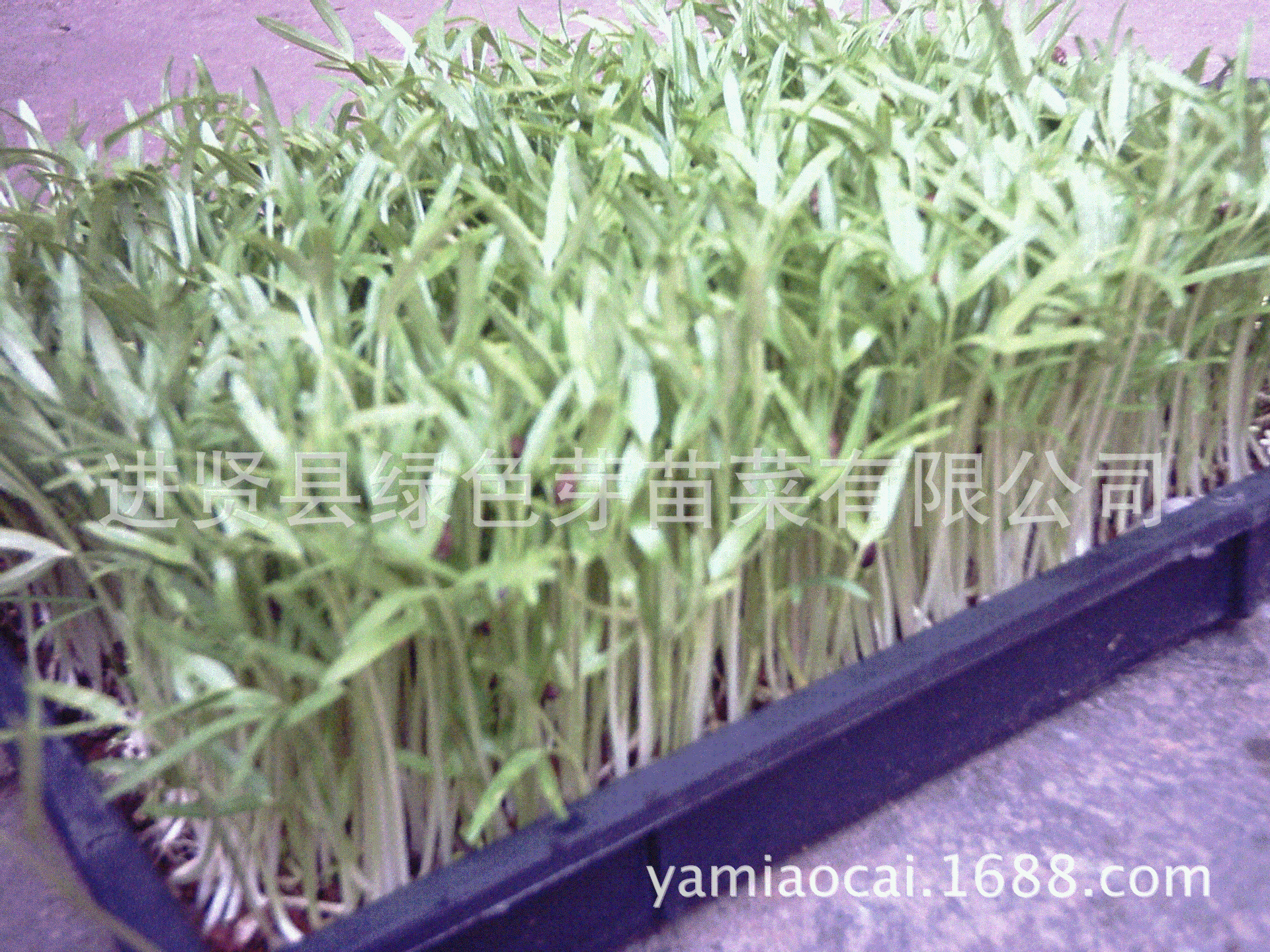 空心菜芽苗菜种子 泰国柳叶空心菜蔬菜盆栽芽苗菜种子